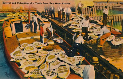 Arrival and Unloading of a Turtle Boat, Key West, Florida by Unbekannt