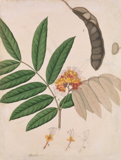 Ashoka Tree Flower, Leaves, Pod, and Seed by Unbekannt
