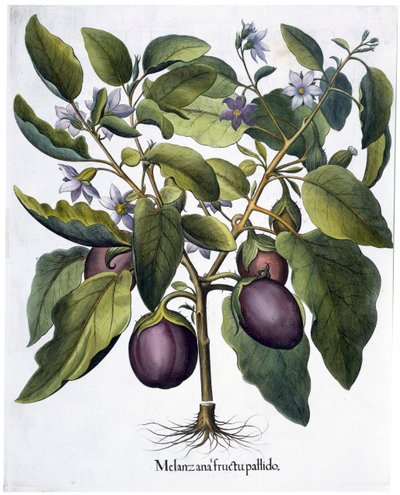 Aubergine by Unbekannt