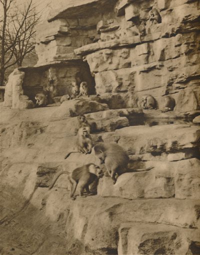 Baboons in Their Natural Surroundings on the Monkey Hill, c1935 by Unbekannt