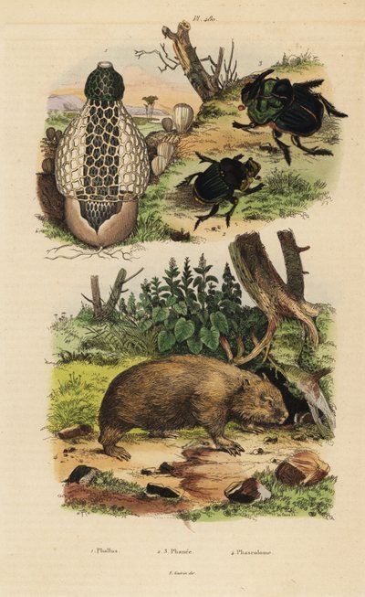 Bamboo fungus, Phallus indusiatus, scarab dung beetles, Coprophanaeus ensifer and Diabroctis mimas, and common wombat, Vombatus ursinus by Unbekannt
