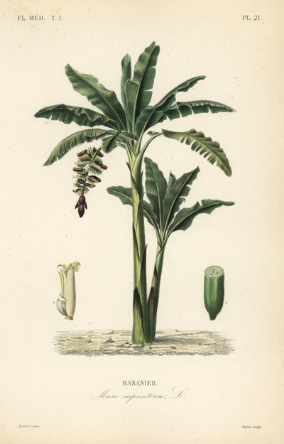 Banana tree, Musa paradisiaca, Musa sapientium by Unbekannt