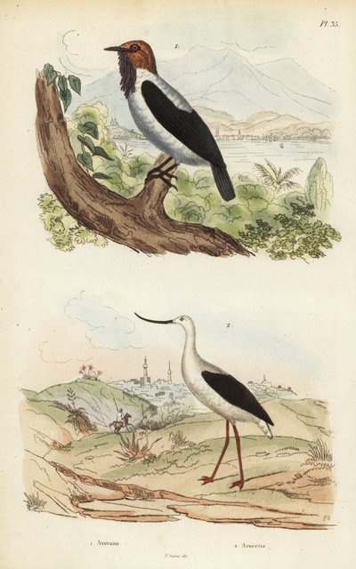 Bearded bellbird, Procnias averano, and American avocet, Recurvirostra americana by Unbekannt