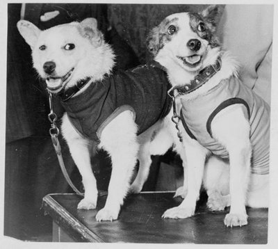 Belka and Strelka, Russian cosmonaut dogs by Unbekannt