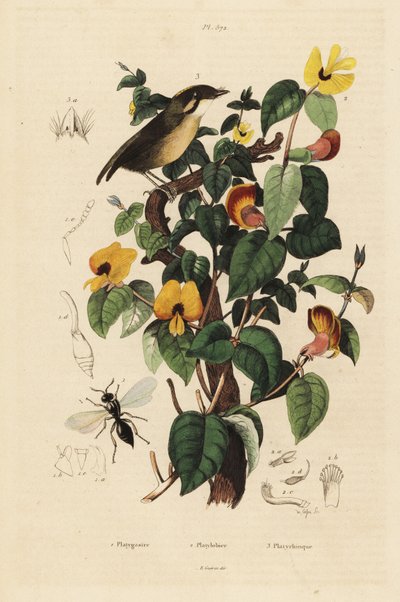 Black-cheeked Gnateater, Handsome Sweetpea, and Inostemma Boscii Wasp by Unbekannt
