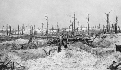 Blasted Tree Stumps, Mesnil, Champagne, France, World War I by Unbekannt