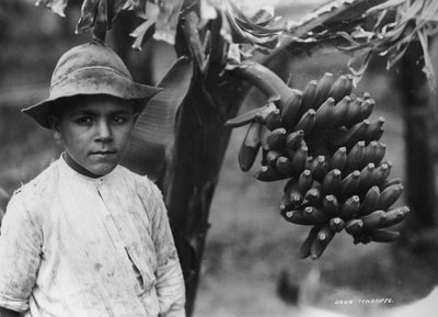 Boy with Bananas Growing on a Tree, Tenerife, Canary Islands, Spain by Unbekannt