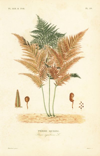 Bracken or common brake fern, Pteridium aquilinum by Unbekannt