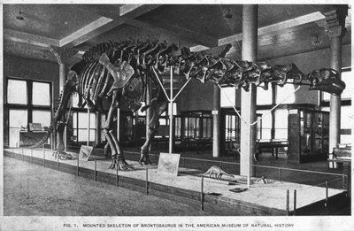 Brontosaurus skeleton, American Museum of Natural History, New York, USA by Unbekannt