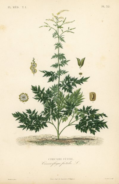 Bugbane or cohosh by Unbekannt