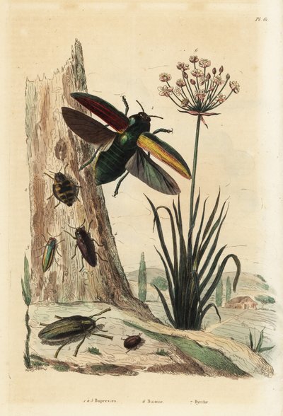 Buprestis beetles, flowering rush, Butomus umbellatus, and pill beetle, Byrrhus pilula by Unbekannt