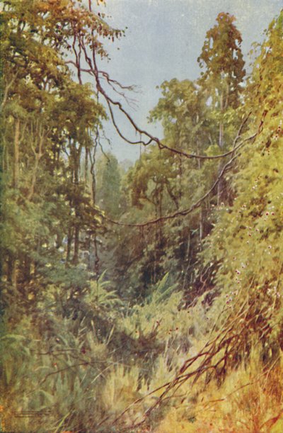 Burmese Jungle by Unbekannt