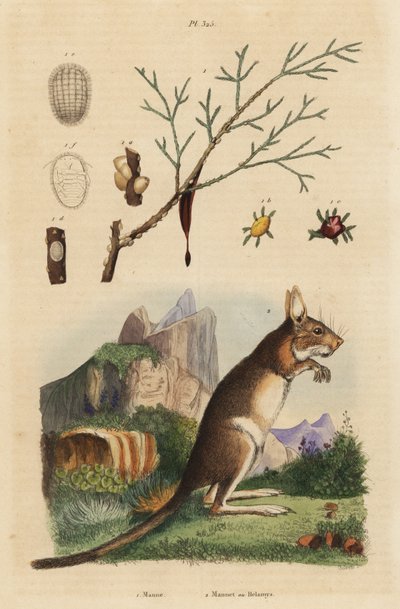 Cape hare, Lepus capensis, and manna ash, Fraxinus ornus by Unbekannt
