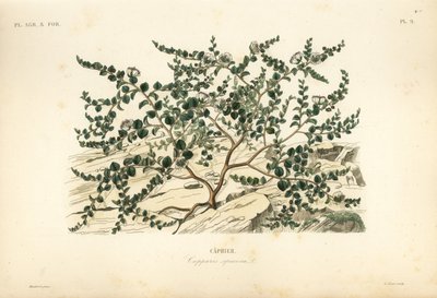 Caper bush or Flinders rose, Capparis spinosa by Unbekannt