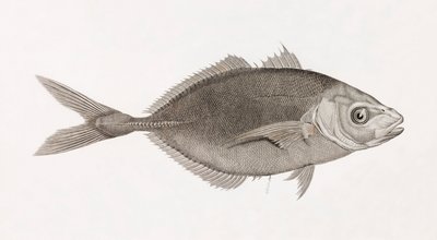 Caranx Lune, Close-Up by Unbekannt