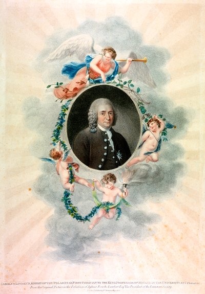 Carolus Linnaeus, Swedish Naturalist and Physician by Unbekannt