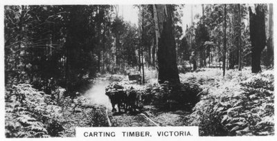 Carting Timber, Victoria, Australia, 1928 by Unbekannt
