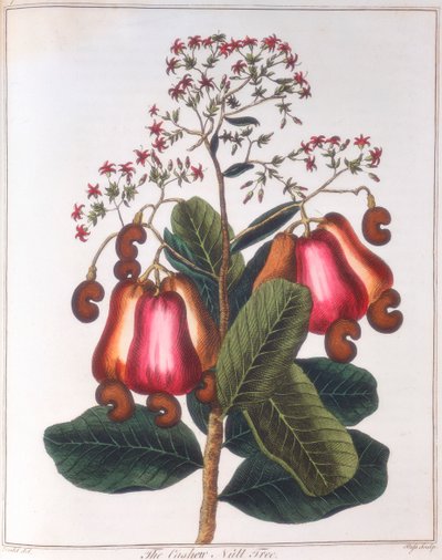 Cashew Nut - Anacardium Occidentale by Unbekannt