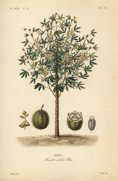 Cassava, yuca or manioc plant by Unbekannt
