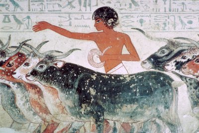 Cattle brought for inspection: wall painting from the tomb of Nebamun by Unbekannt