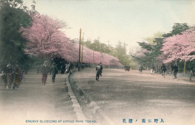 Cherry Blossoms At Uyeno Park Tokyo by Unbekannt