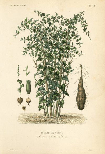 Chinese yam or cinnamon-vine, Dioscorea polystachya, Dioscorea batatas by Unbekannt