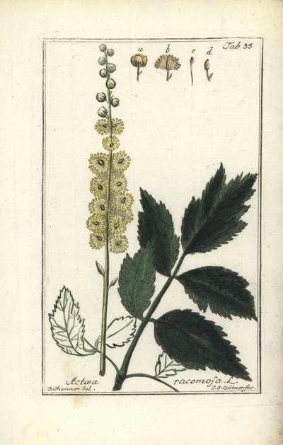 Black Cohosh by Unbekannt