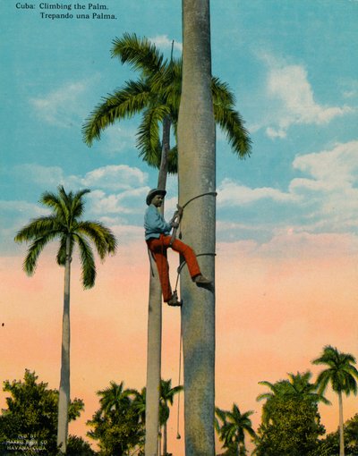Climbing a Palm Tree, Cuba by Unbekannt