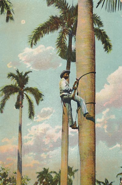 Climbing the Royal Palm by Unbekannt