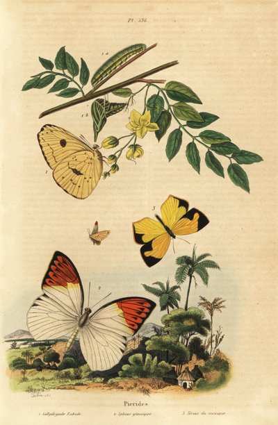 Cloudless sulphur, Phoebis sennae, great orange tip, Hebomoia glaucippe, and Mexican yellow, Eurema mexicana by Unbekannt
