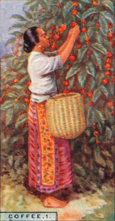 Coffee, 1. - Gathering the Berries, East Indies by Unbekannt
