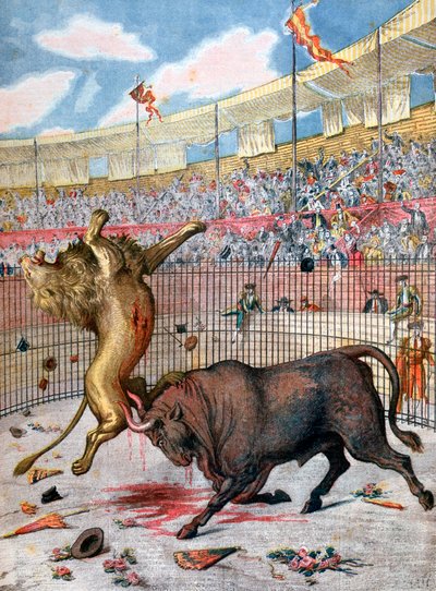 Combat Between a Lion and a Bull, Spain, 1894 by Unbekannt