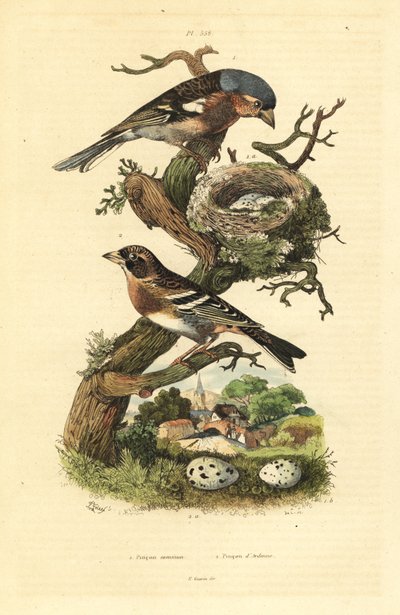 Common Chaffinch, Nest and Eggs, and Brambling with Eggs by Unbekannt