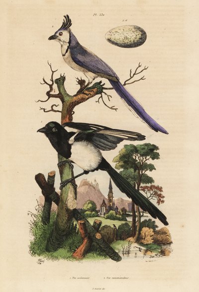 Common magpie, Pica pica, and white-throated magpie-jay, Calocitta formosa, with egg by Unbekannt