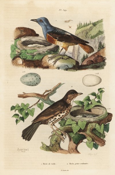 Common rock thrush with nest and eggs, Monticola saxatilis, and song thrush with nest and eggs, Turdus philomelos by Unbekannt