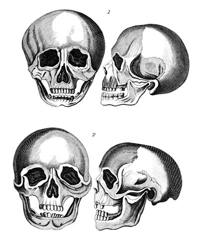 Comparison of Germanic and African skulls, early 19th century by Unbekannt