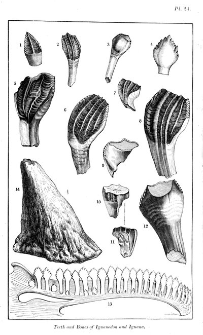 Comparison of the teeth of an iguanodon with those of a modern iguana by Unbekannt