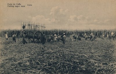 Cutting Sugar Cane, Cuba by Unbekannt