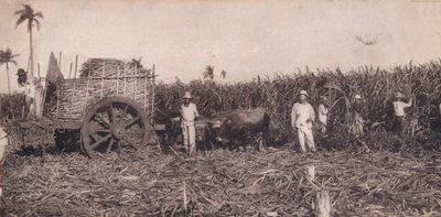 Corte de Canna. - Gathering Sugarcane. Cuba, c1900 by Unbekannt