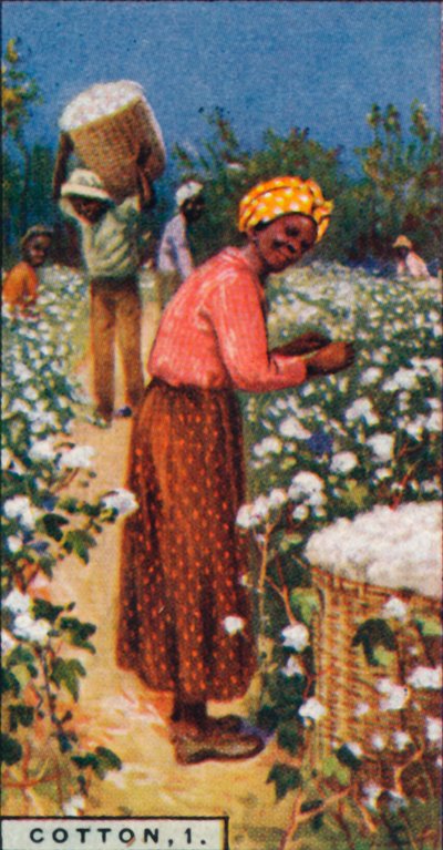 Cotton, 1. - Picking Seed Cotton, West Indies, 1928 by Unbekannt