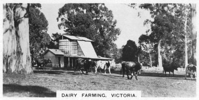 Dairy Farming, Victoria, Australia by Unbekannt