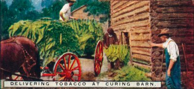 Delivering Tobacco at Curing Barn by Unbekannt