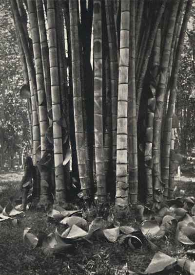 The Lower Part of the Stems of a Giant Bamboo Plant in Peradeniya, 1926 by Unbekannt
