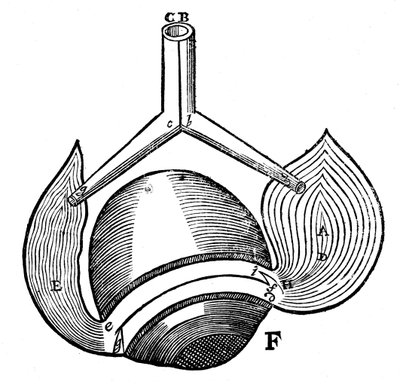 Descartes representation of the antagonistic eye muscles, 1692 by Unbekannt
