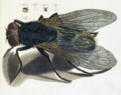 Description under the microscope of a fly by Unbekannt