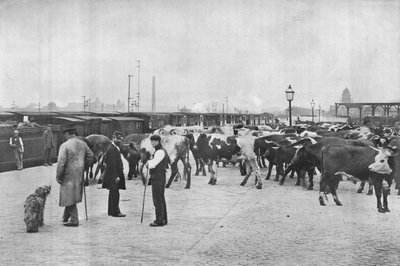 Detraining Cattle, LNWR Depot, York Road, London, c1903 by Unbekannt