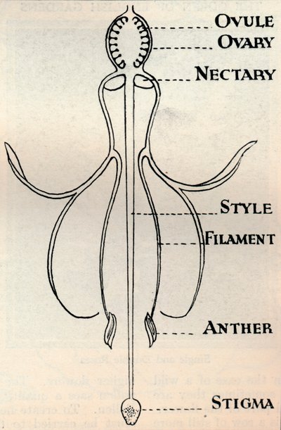 Diagram of a Fuchsia Flower, Showing the Mechanism Employed to Produce Seeds by Unbekannt