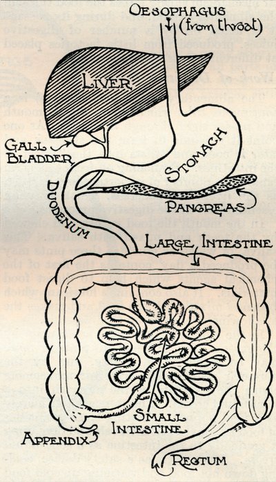 Diagram Showing the Alimentary Canal, Which Passes Right Through the Body by Unbekannt