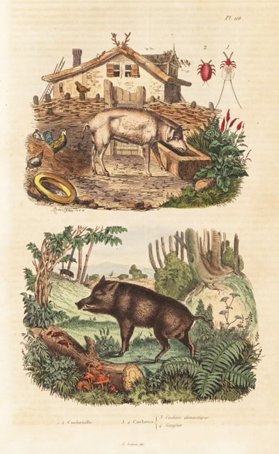 Domestic Pig, Wild Boar and Cochineal Beetle by Unbekannt