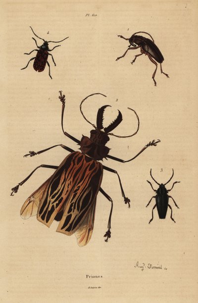 Dorysthenes paradoxus, Macrodontia cervicornis, vulnerable, Elateropsis lineatus and Prionus versicolor by Unbekannt